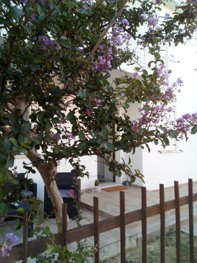 The Judas Trees Mestre Ngoại thất bức ảnh